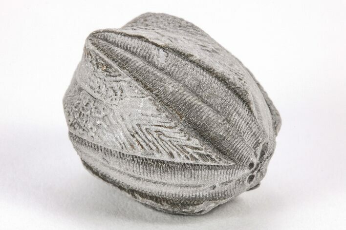 Blastoid (Pentremites) Fossil - Oklahoma #205145